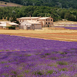 actualité terres en provence