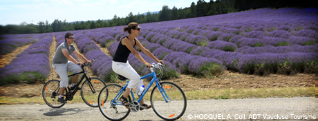 actualité terres en provence